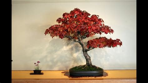japanese maple bonsai pruning